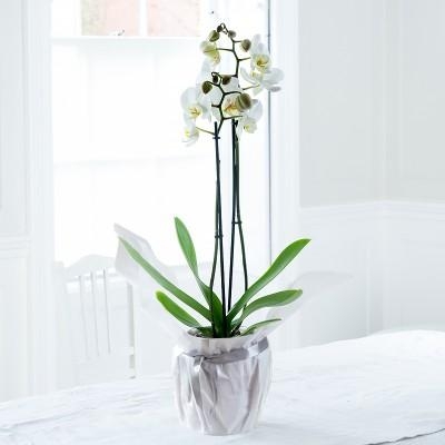 orchid plant gift