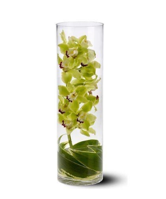 Cymbidium orchid in vase